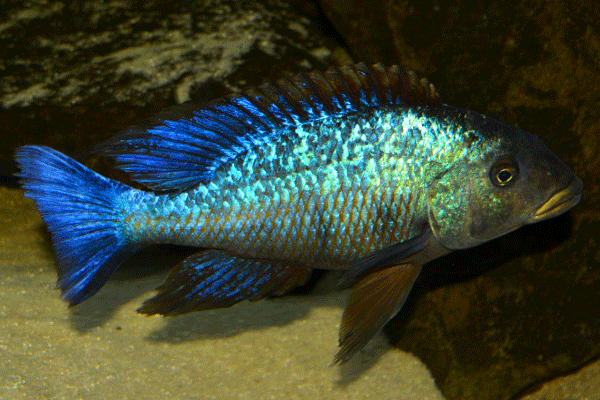 Fischfarmer welche integrale Aquakultur betreiben nutzen oft Tilapia, Clarias sowie Guramis in ihren Warmwasser Kreislaufanlagen.